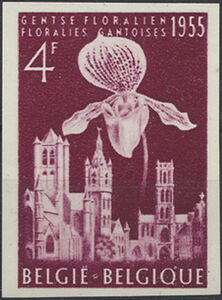 Paphiopedilum insigne and the "Three Towers"