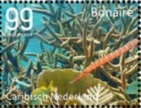 Underwater Life of Bonaire