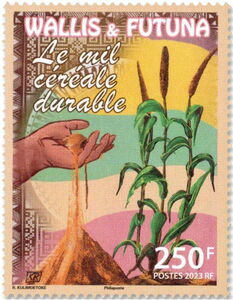 Sustainable Cereal Millet