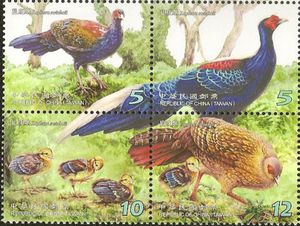 Swinhoe%E2%80%99s-Pheasant-Lophura-swinhoii.jpg