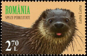 Eurasian Otter (Lutra lutra)