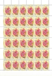 Japanese Lily (Lilium speciosum)