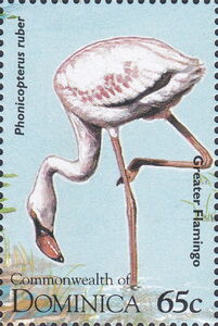 Greater Flamingo (Phoenicopterus ruber)