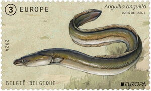 European Eel (Anguilla anguilla)