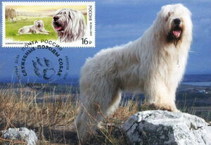 Southern Russian Sheep Dog (Canis lupus familiaris)