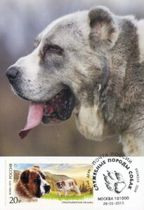 Central Asian Sheep Dog (Canis lupus familiaris)