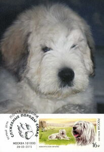 Southern Russian Sheep Dog (Canis lupus familiaris)