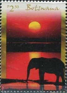 African Elephant (Loxodonta africana) in Sunset