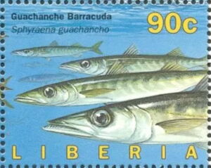 Stamp: Guachanche Barracuda (Sphyraena guachancho) (Liberia(Fish (1996 ...