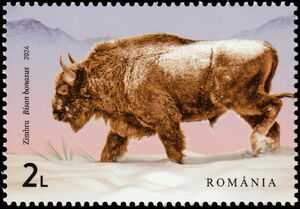 Wild Bison (Bison bonasus)