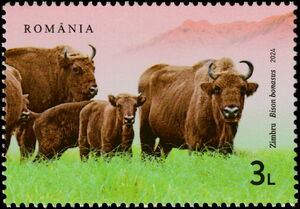 Wild Bison (Bison bonasus)