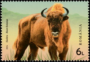 Wild Bison (Bison bonasus)