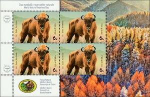 Wild Bison (Bison bonasus)