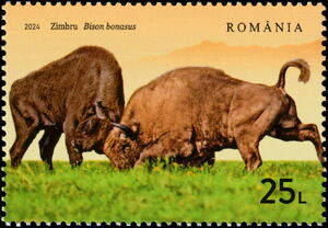 Wild Bison (Bison bonasus)