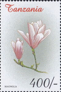 Magnoliaceae