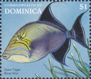 Queen Triggerfish (Balistes vetula)