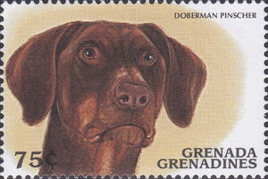 Doberman Pinscher (Canis lupus familiaris)