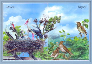 Minsk -Kursk birds Storks Nightingales