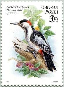 Syrian Woodpecker (Dendrocopos syriacus)
