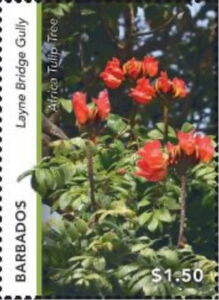 Africa Tulip Tree (Spathodea campanulata), Layne Bridge