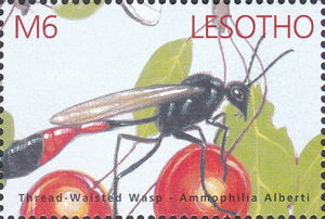 Thread-waisted Wasp (Ammophila atripes)