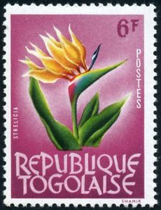 Bird-of-Paradise Flower (Strelitzia reginae)