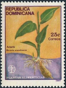 Arare (Maranta arundinacea)