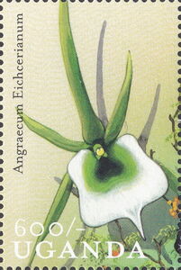 Angraecum eichlerianum