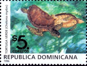 Green Sea Turtle (Chelonia mydas)