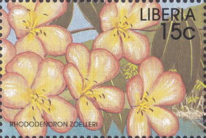 Rhododendron Zoelleri