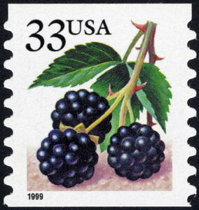 Fruit Berries: Blackberries