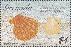 Lion's paw, Antillean scallop
