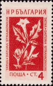 Thorn Apple (Datura stramonium)