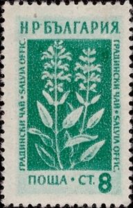 Garden Sage (Salvia officinalis)