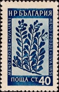 Bearberry (Arctostaphylos uva-ursi)