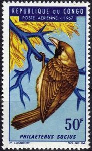 Sociable Weaver (Philaetairus socius)