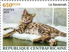 Savannah cat