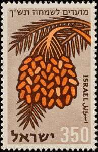 Dates (Phoenix dactylifera)