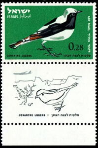 Mourning Wheatear (Oenanthe lugens)