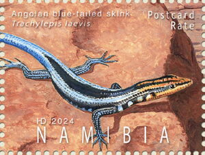 Angolan Blue-Tailed Skink (Trachylepis laevis)