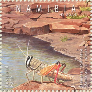 Damara Clownface (Damaracris rupestris)