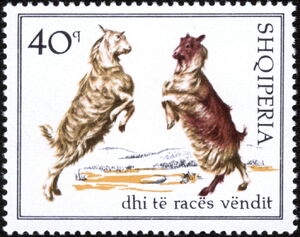 Domestic Goat (Capra hircus)