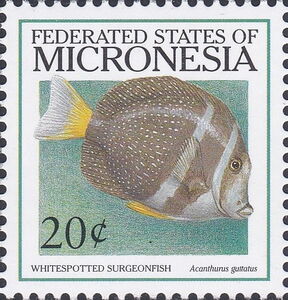 Whitespotted Surgeonfish (Acanthurus guttatus)