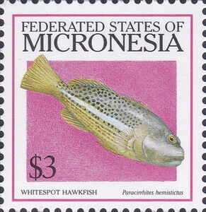 Whitespot Hawkfish (Paracirrhites hemistictus)