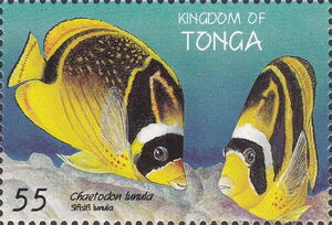 Raccoon Butterflyfish (Chaetodon lunula)