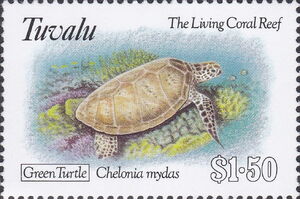 Green Sea Turtle (Chelonia mydas)