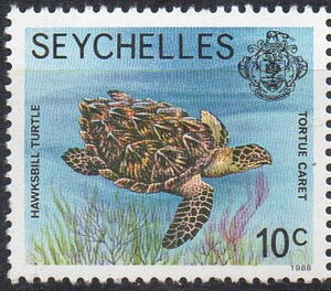 Hawksbill Turtle (Eretmochelys imbricata)
