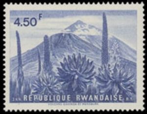 Gahinga and Muhabura volcanoes and lobelas