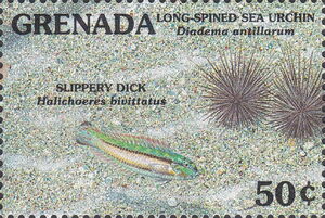 Slippery dick, long-spined sea-urchin