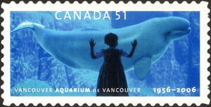 Child viewing Beluga whale (Delphinapterus leucus)